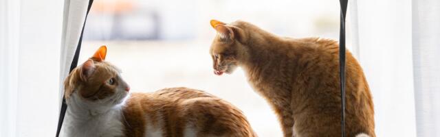 "Fajteri" Gus i Tobi: Šta se desilo kad je vlasnica svom usamljenom mačku dovela društvo?