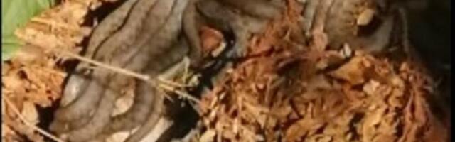 Beže kao lude od ovog mirisa: Jedna sitnica u dvorištu zauvek tera zmije od kuće