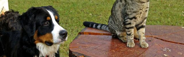 Svetski dan napuštenih životinja: Svaki treći pas i mačka nemaju dom