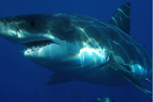 Пола милиона ајкула може бити убијено у покушају да се направи ковид 19 вакцина