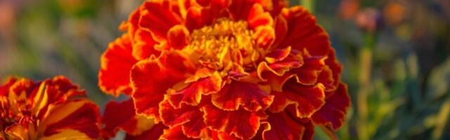 Najkorisniji cvet! 10 razloga da ovog proleća posadite kadifice u baštii ili na terasi