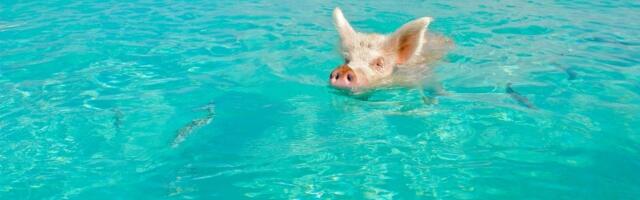 Svinjsko ostrvo - Rajsko mesto gde plivaju svinje