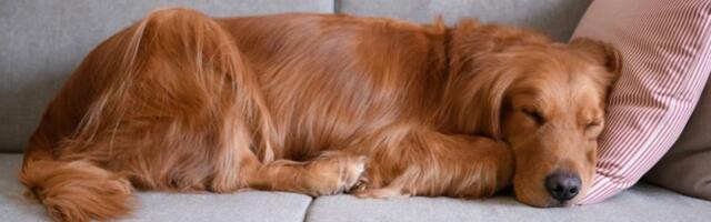 Zlatna retriverka oborila rekord u dremanju: Najpospaniji pas ikada - hit na mrežama (VIDEO)