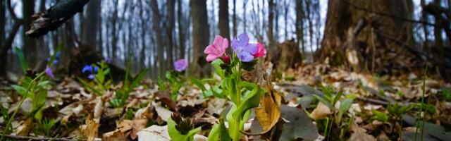 Ova biljka raste svuda po Srbiji, menja boju da bi pričala sa pčelama: Čini čuda za pluća, ali i celo telo