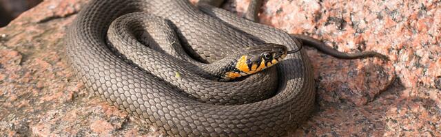 Invazija otrovnih zmija na popularnim plažama u Australiji
