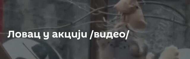 Ловац у акцији /видео/