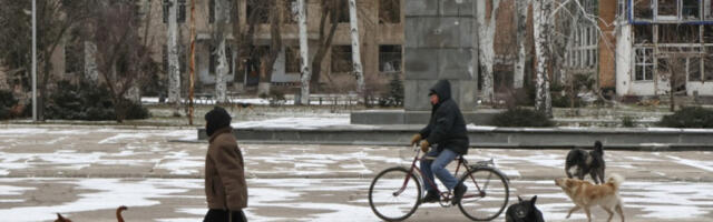 Украјина: пси на улицама све сличнији дивљим животињама