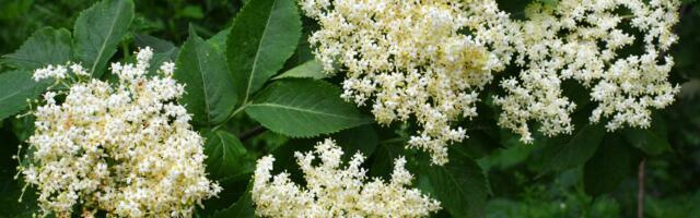 Ovu biljku svi imamo pred očima, a maj je njen trenutak: Nismo ni svesni koliko je zdrava, ali nije bezopasna