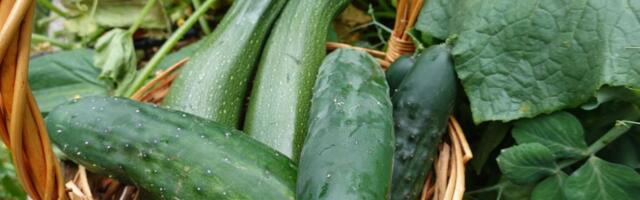 Ovo je prema nutricionistima najzdravije letnje povrće: Prepuno je vode, čuva srce i pomaže crevima