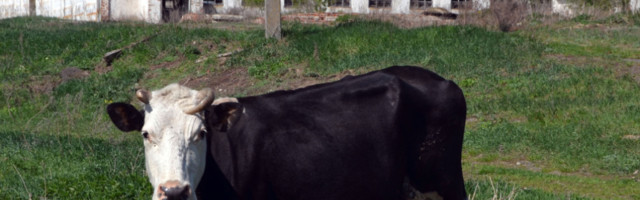 Novi satelit u orbiti će meriti emisije metana širom sveta: Takođe će se testirati "kravlje podrigivanje", a evo i zašto!