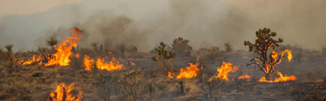 Džošua drveće gori, Mohave pustinju ugrožava ogromni požar