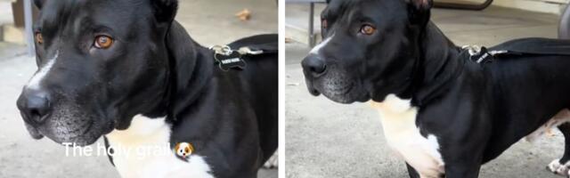 Dart UDOMLJEN NA DAN SVOJE EUTANAZIJE: Mreže obožavaju zgodnog mešanca pitbula i baseta