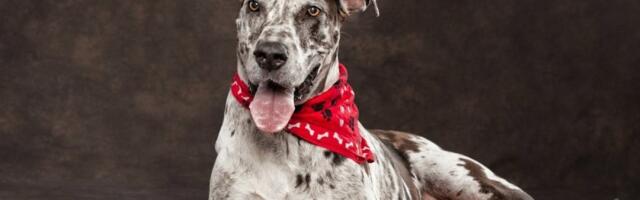 Najlepši pas na internetu: Doga Kona zapalila mreže - ljudi trljaju oči kad je vide (VIDEO)