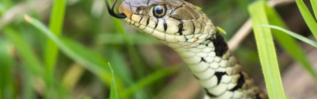 Zmije neće prići dvorištu: Očistite ova mesta u svom domu i oteraćete ih zauvek