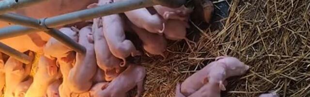 Čudo u Laćarku, veterinari u šoku, meštani ne veruju šta čuju! Ovo na slici što vidite NIJE SVE