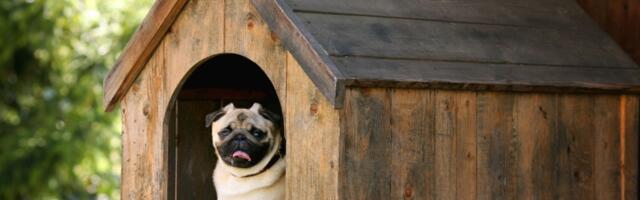 Najlakši način da napravite kućicu za psa