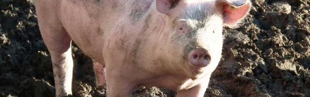 Selo proglašeno zaraženim područjem: Afrička kuga svinja i ove godine prvo u Čenti