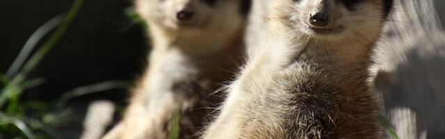 Ljudi su po monogamiji sličniji merkatima nego šimpanzama