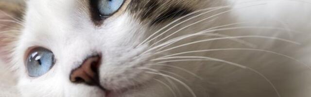 Da li ste primetili da nosić vaše mačke menja boju? Evo šta vam to govori