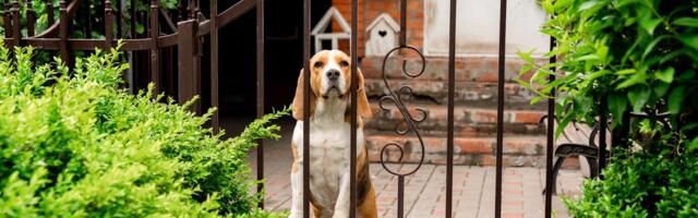 Nije samo odanost: Naučnici objašnjavaju zašto vas pas uvek čeka na vratima