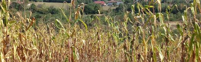 Nesvakidašnja zverka se pojavila na jugoistoku Srbije! Kruži šok snimak: "Nije lako usnimiti je"