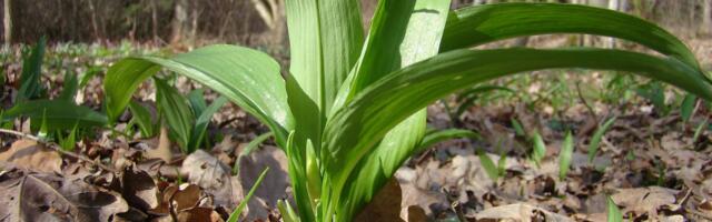 Čisti krv i obara pritisak, raste svuda oko nas