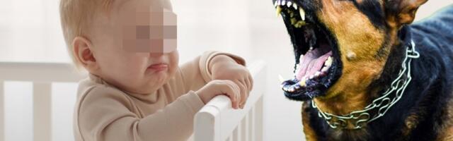 Tragedija u Engleskoj: Pas nasmrt izujedao bebu od tri meseca