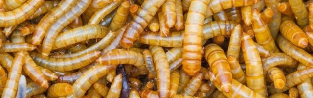 Evropska agencija za hranu proglasila ih je bezbednim, još malo i biće na potrošačkim policama