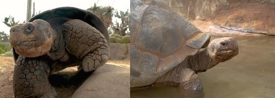 PREŽIVELA DVA SVETSKA RATA, 20 PREDSEDNIČKIH MANDATA I DVE PANDEMIJE! Baka (141) zauvek zatvorila oči: Zoološki vrt se oprostio od nje teškim rečima (VIDEO)