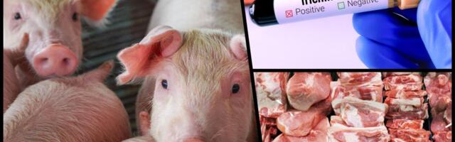 Jeli zaraženo meso pa se masovno javljali lekaru! Užas u Pančevu, trihinela napada i srce: Uhapšene dve osobe