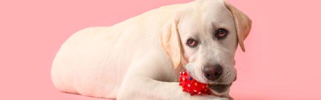 Šta da uradite ako se psu zaglavi i otekne jezik u igrački i zašto je važno da ona uvek ima dve rupe