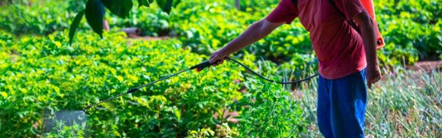 Poseban oprez: Ovo je najopasnije povrće na pijaci, puno pesticida, ne pomaže ni temeljno pranje ni kuvanje