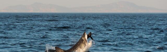 Čudovište od 2,7 metara snimljeno nadomak popularnog letovališta: Traži lak plen!