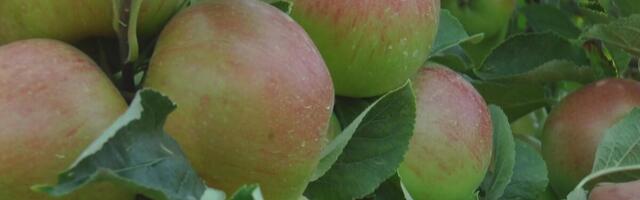 Skočila cena voća u Srbiji, evo za koliko tačno: Rekordan skok, klimatski udari prepolovili prinose