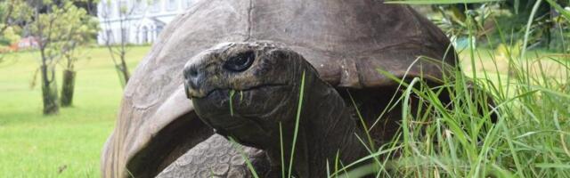 Najstarija kornjača na svetu ipak živa, izveštaji o smrti prevara