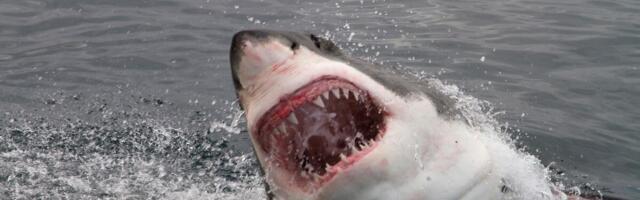 Ovako izgleda kada vas pojede velika bela ajkula! (VIDEO)