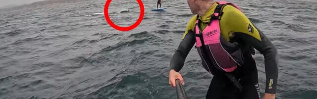 "NEMOJ DA PADNEŠ!" Ajkula od 4 metra prestravila surfere: Pratila ih na otvorenom moru, jeziva scena