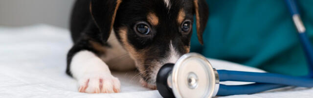 Psi osećaju stres vlasnika: Naučnici otkrili kako ponašanje čoveka utiče na ljubimca kod veterinara