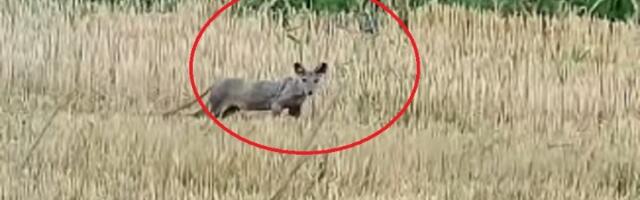 Šok na zapadu Srbije: Kamera snimila misterioznu životinju (VIDEO)