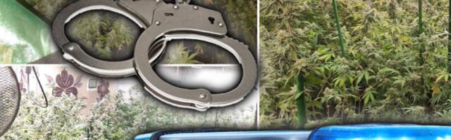 VELIKE AKCIJE POLICIJE U SUBOTICI: Beograđanin pao sa 11 kilograma marihuane u gepeku, Subotičanin krio laboratoriju i halucinogene pečurke!