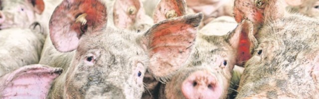 Свиње заражене афричком кугом завршавају у спалионици