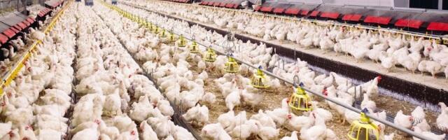 U hrani za piliće iz Srbije pronađena SALMONELA