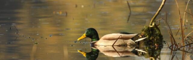 STIGLO OTOPLJENJE U SRBIJU! Danas iskoristite lepo vreme, jer sutra sledi nova PROMENA VREMENA!