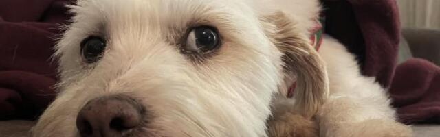 "DAĆU SVE ŠTO IMAM DA SE LUMI VRATI KUĆI" Za pronalazak nestalog psa se nudi pozamašna nagrada - Vlasnica u suzama uputila apel: Sve gubi smisao bez nje