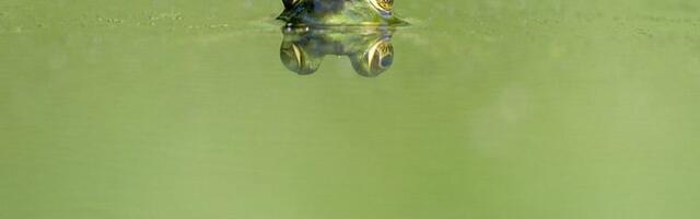 Lekari koristili žabe kao testove za trudnoću 1950-ih