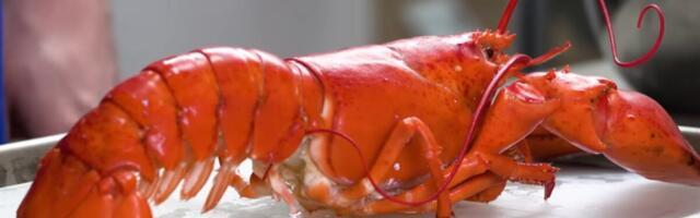 ŠOK STUDIJA: Jastozi osećaju bol kao ljudi - lekovi protiv bolova smanjuju njihovu reakciju na patnju