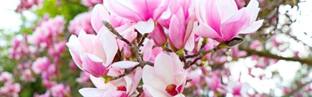 Zašto treba imati drvo magnolije u dvorištu?