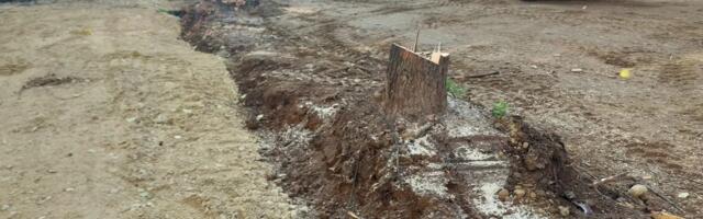 Kreni- Promeni: Drvoredi nestaju zbog radova tokom rekonstrukcije Ulice Vojvode Tankosića u Nišu