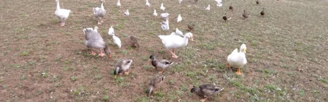 Pred praznike nestaju guske iz parkova: “Nije smešno, javite ako vidite da ih neko uznemirava”