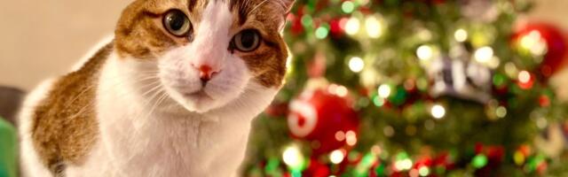 Kako sprečiti mačku da obori novogodišnju jelku: TRIKOVI za mirne praznike i sigurnu dekoraciju